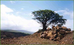 photo of tree, hills and sky